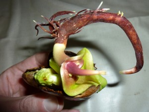 germination noyau mangue [soanity]